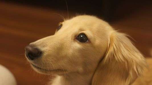 おやつをくれ！