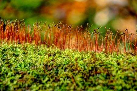 HDRで歩く奥入瀬渓流