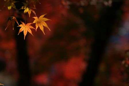 紅葉