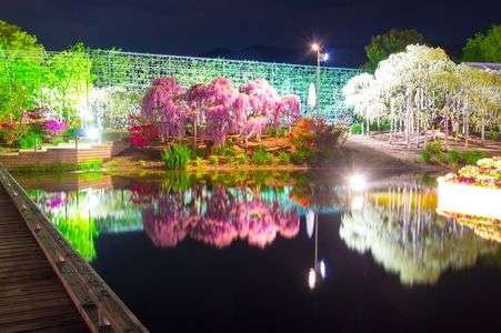 あしかがフラワーパーク