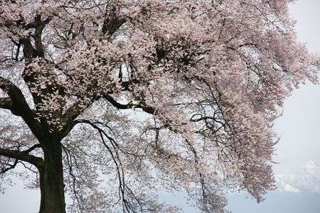 王仁塚の一本桜
