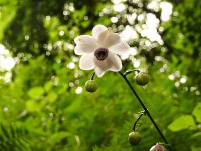 レンゲショウマ