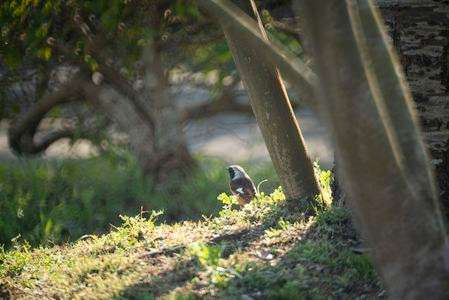 森のポートレート