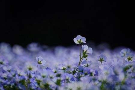 ネモフィラ個撮