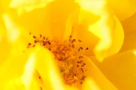 ヘンリー　フォンダ