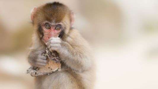 何かくれるの？