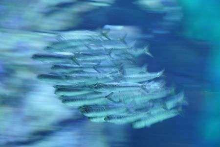 イワシの流し撮り