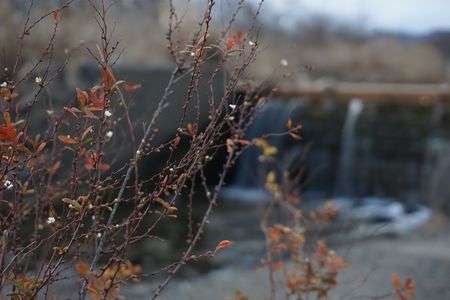 素敵な花川のそばに