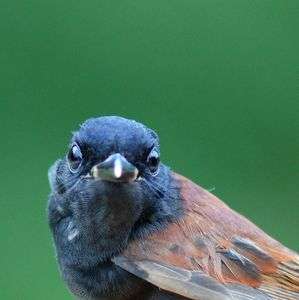 サンコウチョウ：若鳥