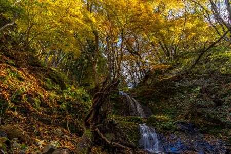 滝と倒木と黄葉