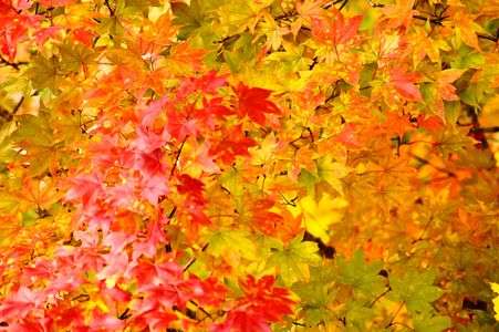 紅葉　色々