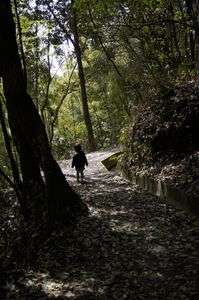 森の中をさまようわが子