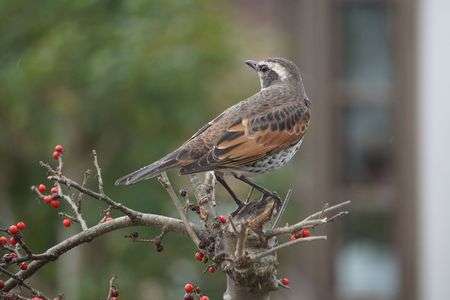 ウメモドキの実を食べに来たツグミ