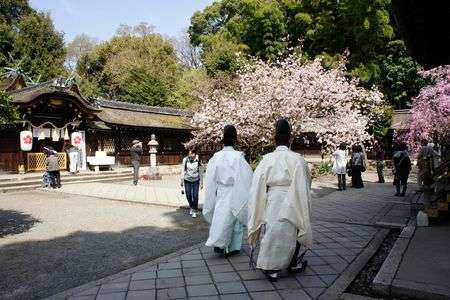 京都平野神社の春