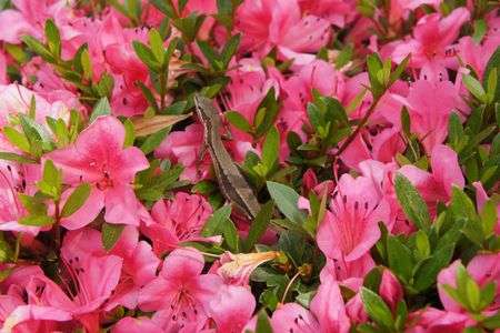 お花の上で一休み