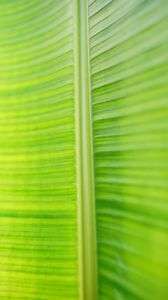 フォレスト・グリーン