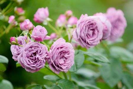 カインダ・ブルー