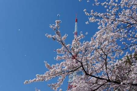 サクラ舞う東京タワー
