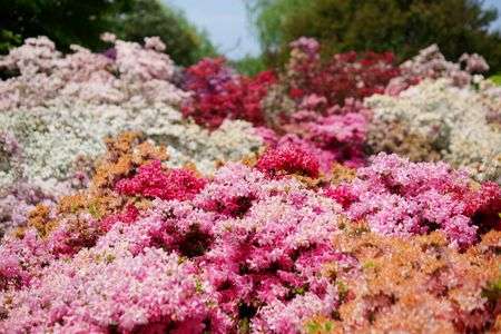 足利フラワーパーク