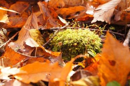 森の中の小さな森