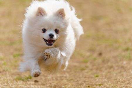 飛んで飛んで跳んで