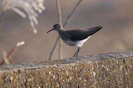 けさの鳥たち-１