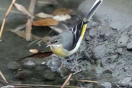 けさ(雨)のセキレイたち