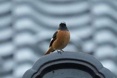 けさ(雨)の鳥たち-