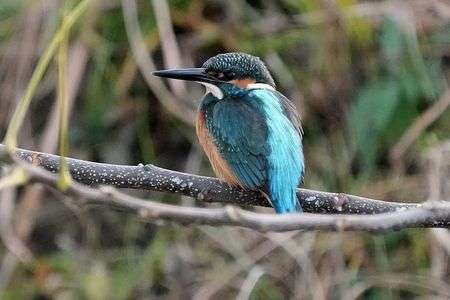 けさの鳥たち-２