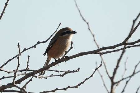 けさのモズたち