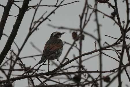 けさ(雨)の鳥たち-１