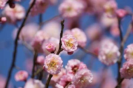 大阪城公園梅林にて