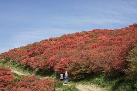 葛城山のツツジ