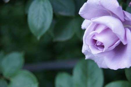 うつぼ公園のバラ