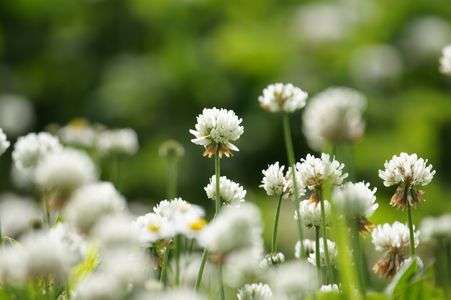 淀川河川敷のシロツメクサ