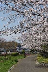 満開の・・・春