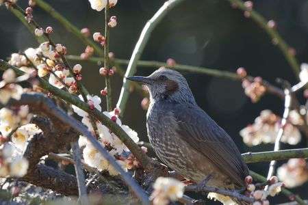 春　近し・・・