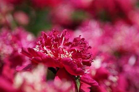 芍薬（タマノウテナ）