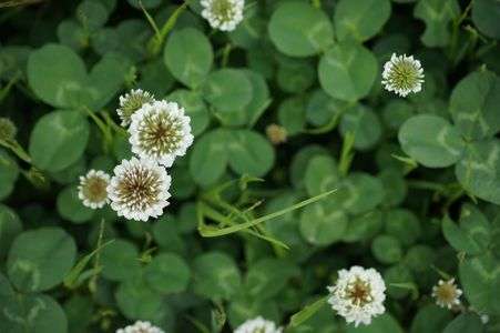 幸せの四つ葉は...