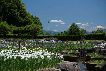 五月晴れの菖蒲園