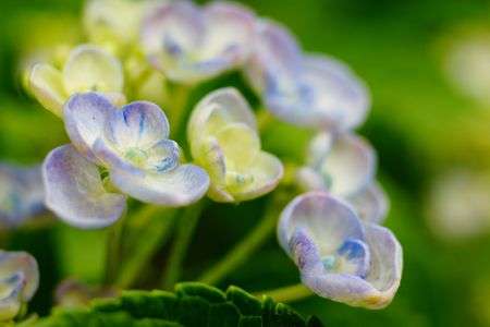 まるっこいアジサイ