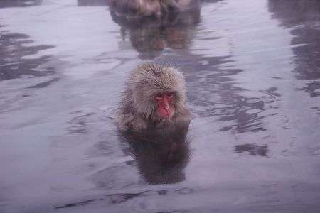 妙に愛らしいサル ^ ^