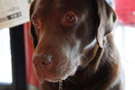 ご主人様はどこ？