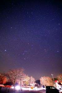 冬の桜と星空と