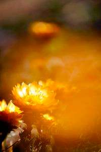 オレンジ色に染まる