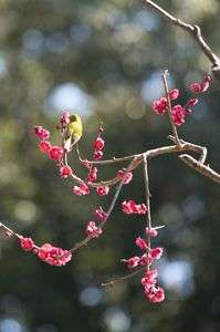 道明寺天満宮　梅とメジロ