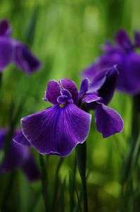 明治神宮の花菖蒲