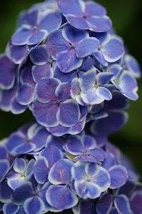 白山神社のアジサイ