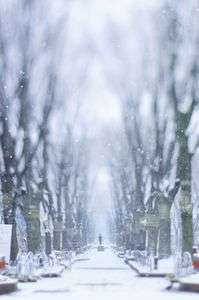 冬の定禅寺通り