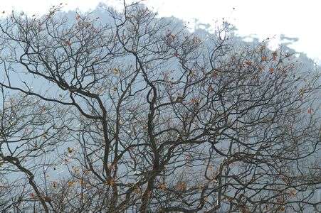 立冬を過ぎた頃